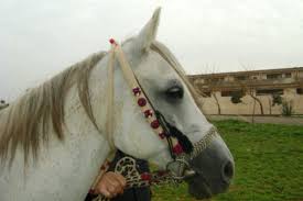 خيل عربي اصيل - اجمل الخيول العربيه الاصليه 4425 10