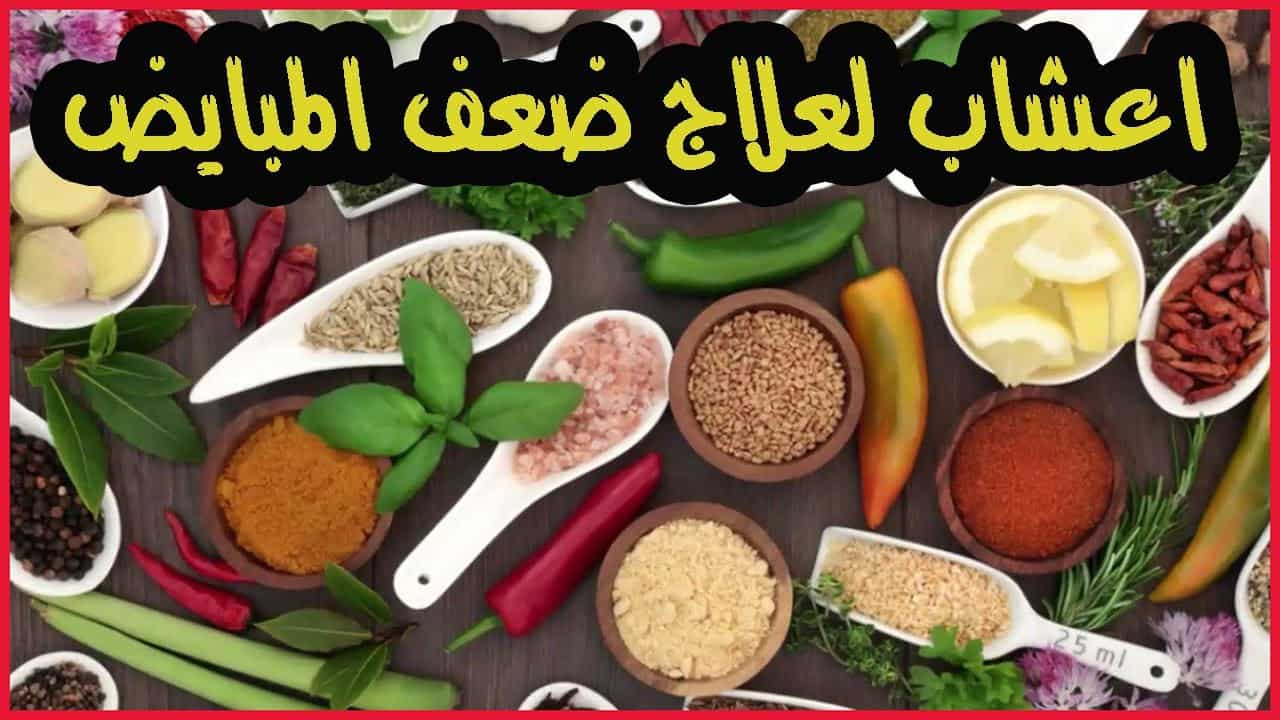 علاج ضعف المبايض 3492 1