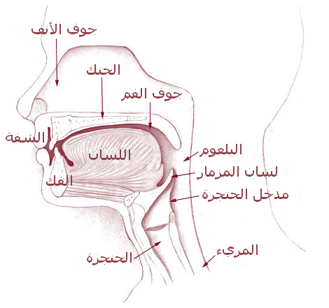 ما هو المريء - هو الجزء المسئول عن نقل الطعام الى المعدة فمن هو 10658 3