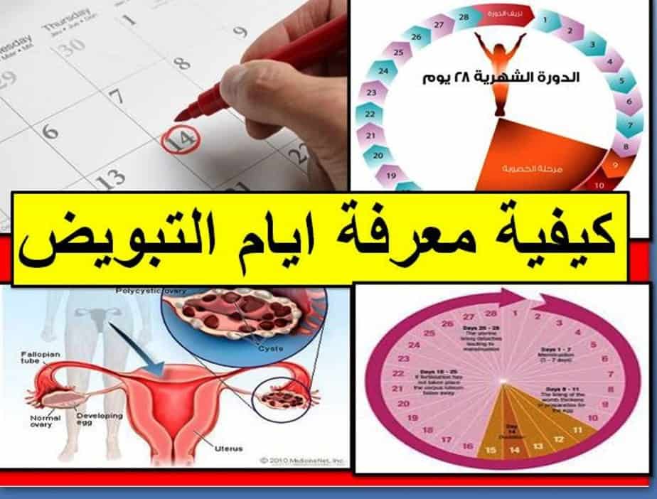 متى تكون ايام التبويض , ايام التبويض و طريقة حسابها