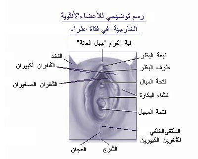 كيفيه معرفه البنت العذراء بالصور - عذراء ولكن 821 3