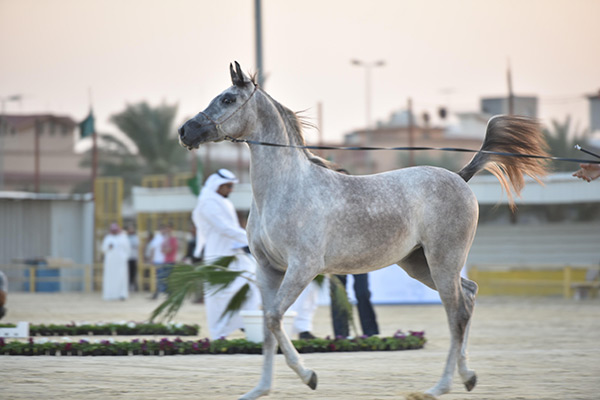 صور خيول - اجمل الخيول العربية الاصيلة 5930 12