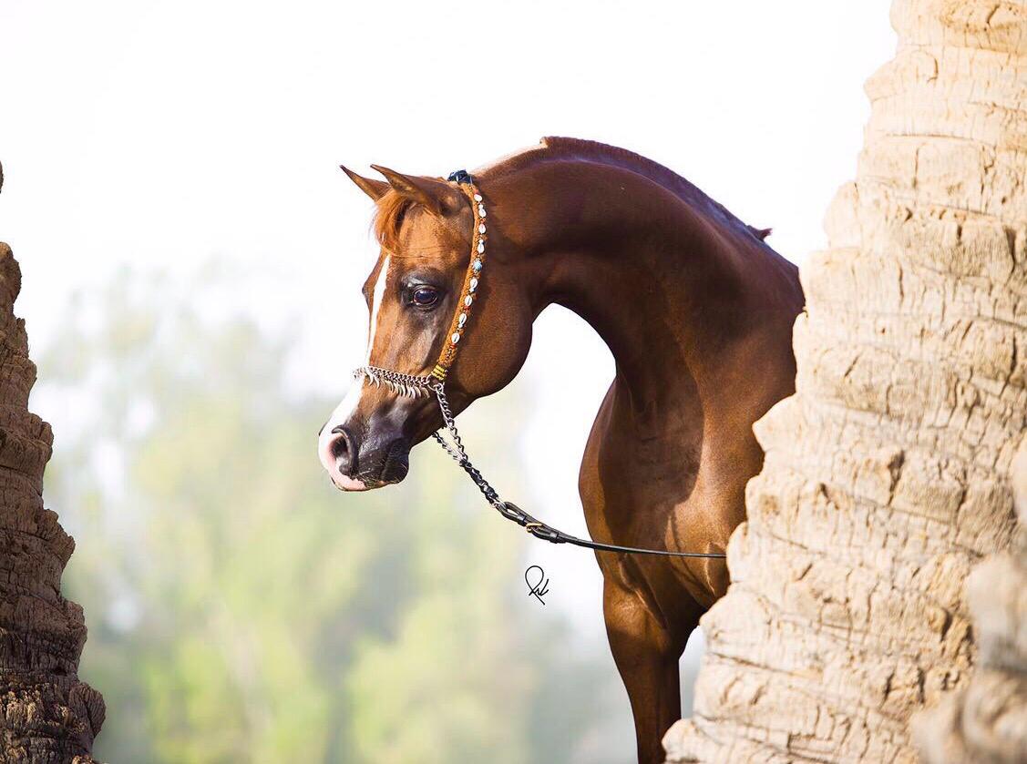 الخيل العربي الاصيل 2223