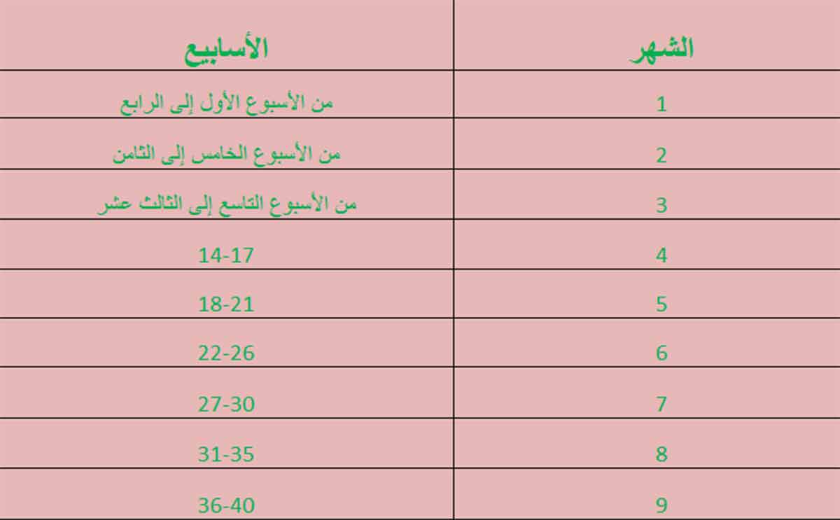 حاسبة الحمل بالاشهر - طريقة مبسطة لحساب الحمل 5536