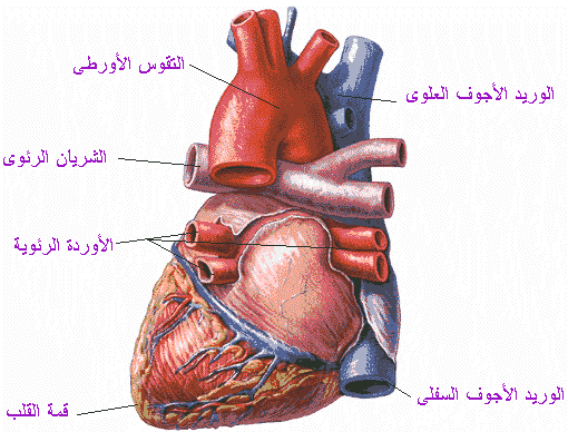 من اهم اعضاء الجسم - صور قلب الانسان 1062