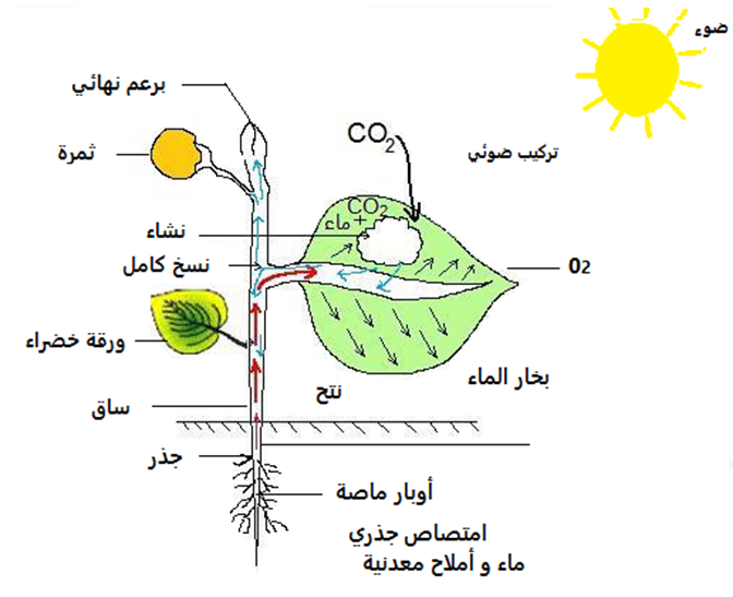 بحث حول التغذية عند النبات الاخضر - معلومات قيمه جدا عن النبتات 10265