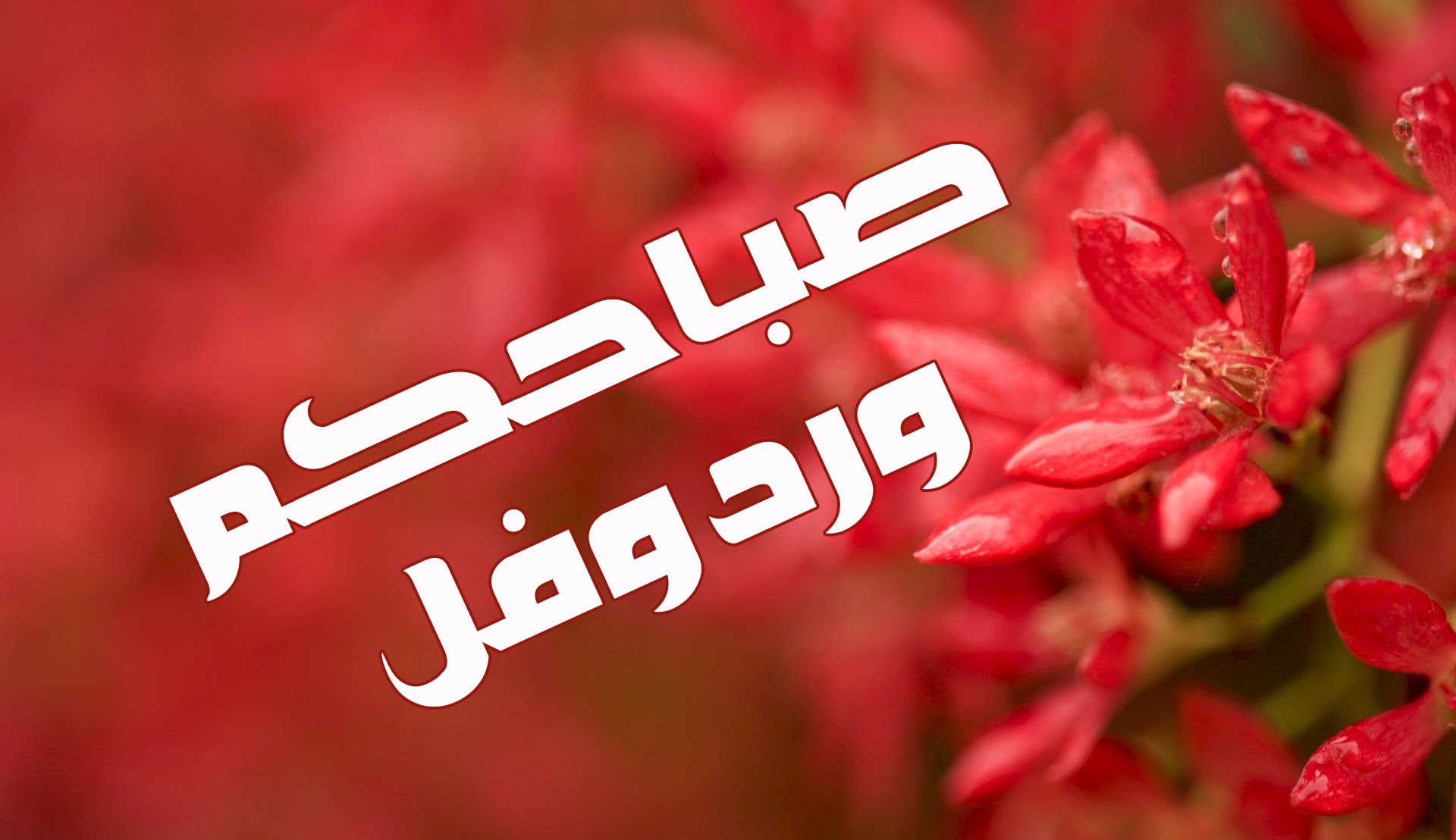 صباح الورد للورد - صور لاجمل صباح للغاليين 3003 2