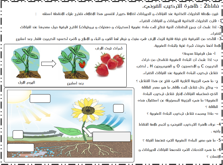 بحث حول التغذية عند النبات الاخضر - معلومات قيمه جدا عن النبتات 10265 2