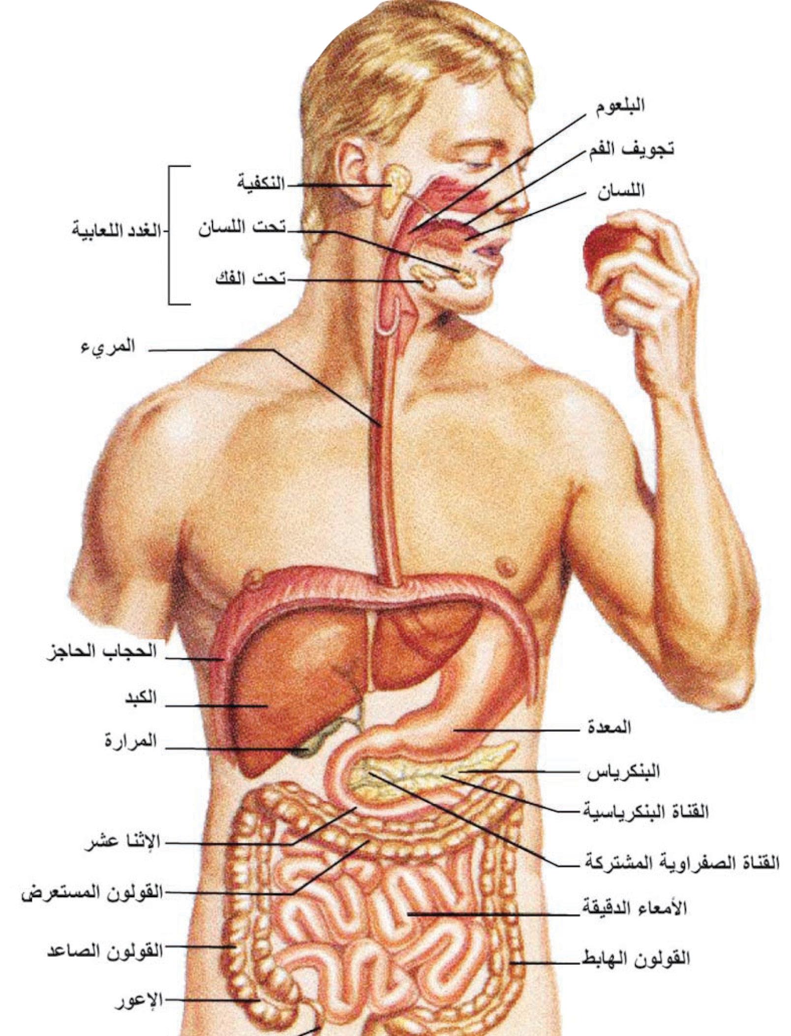 صور جسم الانسان - ماهي مكونات جسم الانسان 5994 6