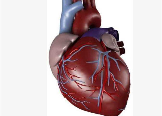 من اهم اعضاء الجسم - صور قلب الانسان 1062