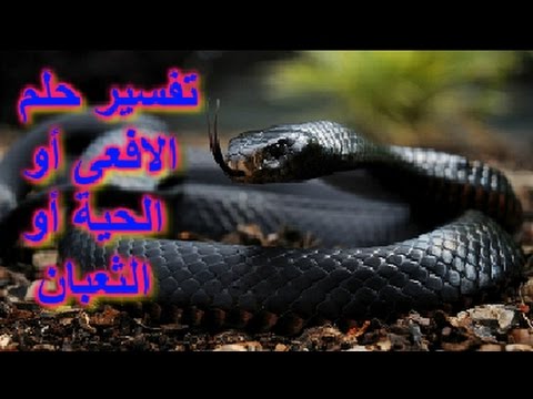 لدغة الافعى في المنام - الافعى ترمز للعدو فى الحلم 5751 3