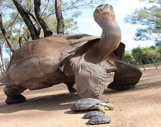 صور عجيبه - اغرب واعجب الصور الجميلة 1822 13