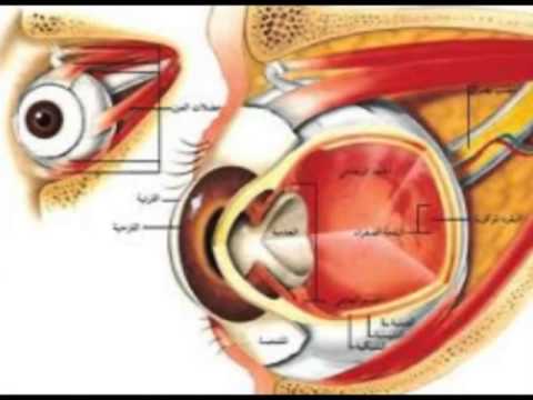 مكونات العين - اجزاء العين واهميتها 6468 1