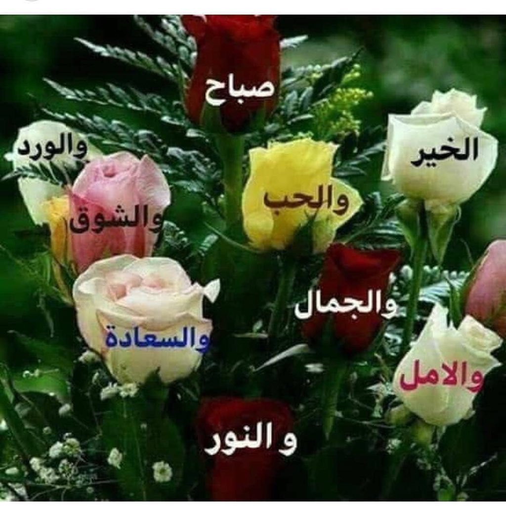 صباح الحب والشوق - صباح الخير عليك 6672 1