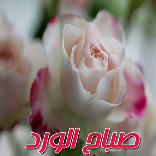 صباحك عندنا - صور ورد صباح الخير 882 2