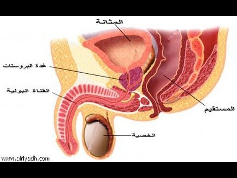 اعراض البروستاتا - تعرف على مرض البروستاتا 1989 2