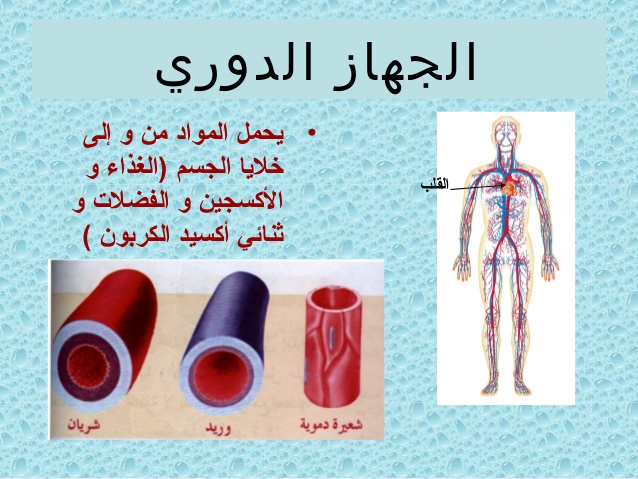 صور جسم الانسان - ماهي مكونات جسم الانسان 5994 3