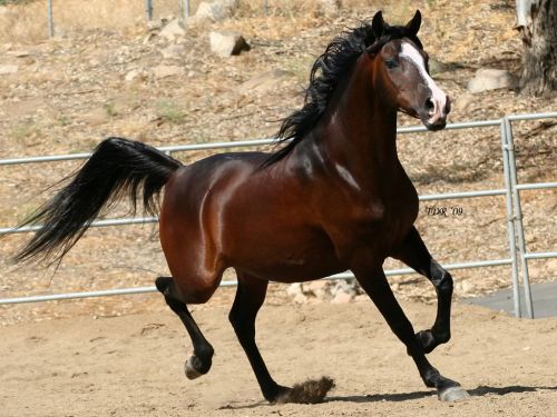 خيل عربي اصيل - اجمل الخيول العربيه الاصليه 4425 3