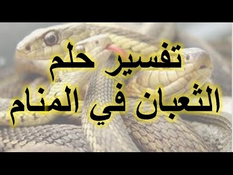 الثعابين في المنام - تفسير رؤيه الافعي في المنام 6446 1