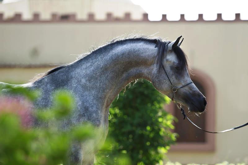 خيل عربي اصيل - اجمل الخيول العربيه الاصليه 4425 11