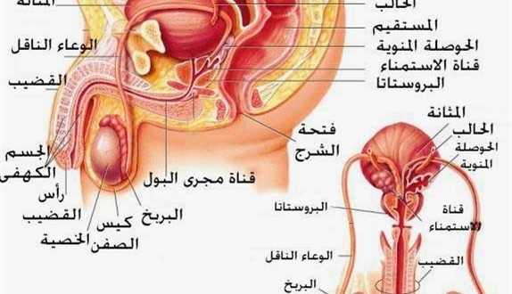 علاج البروستاتا بالاعشاب - علاج البروستاتا بالثوم 1516