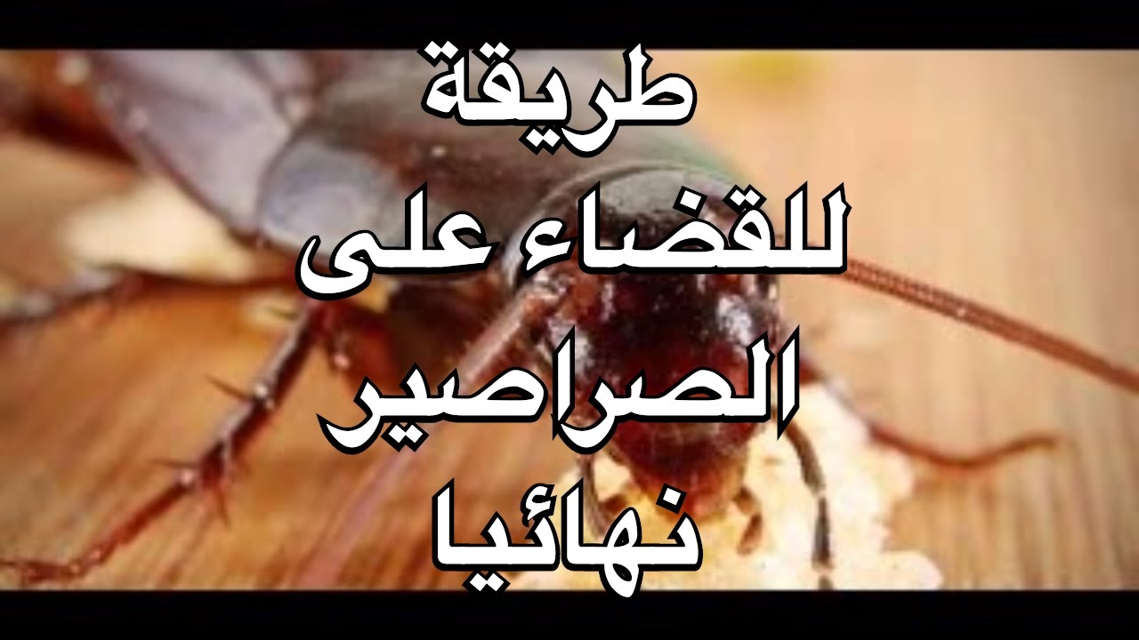 القضاء على الصراصير 3620 8