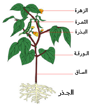 بحث حول التغذية عند النبات الاخضر - معلومات قيمه جدا عن النبتات 10265 4