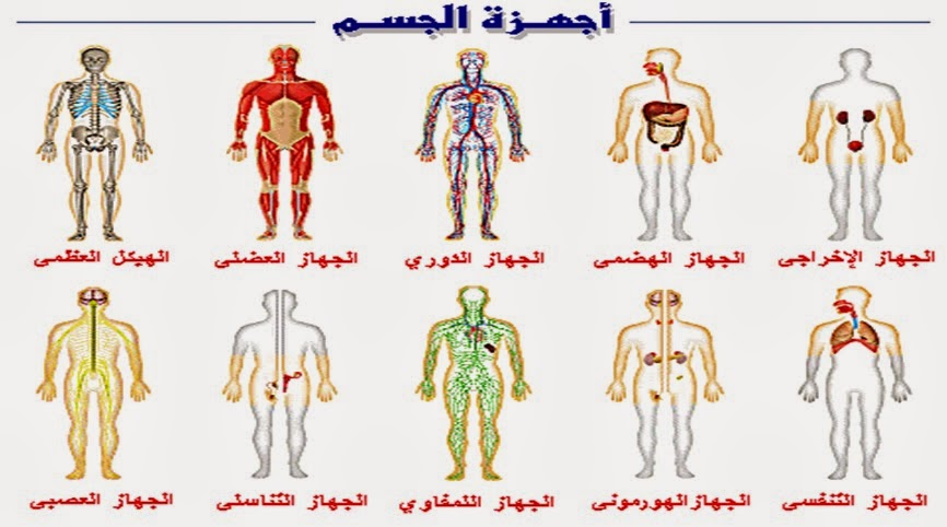 صور جسم الانسان - ماهي مكونات جسم الانسان 5994 2