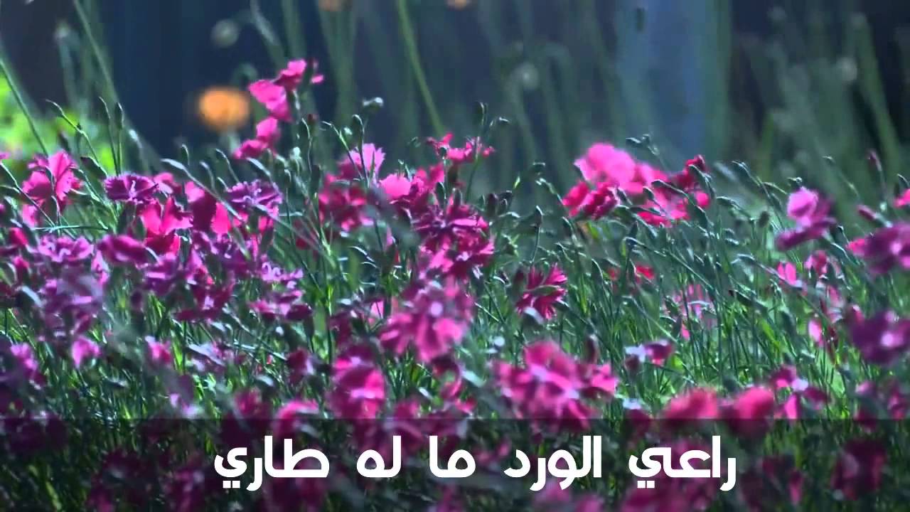 خواطر عن الورد - احلى ما يكون الورد دليل السعادة 5513 6