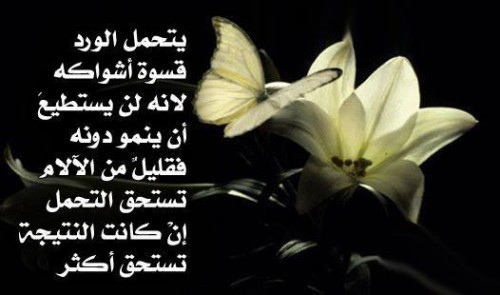 زهور الكلمات - اجمل الكلمات المعبره حقا 4841 3