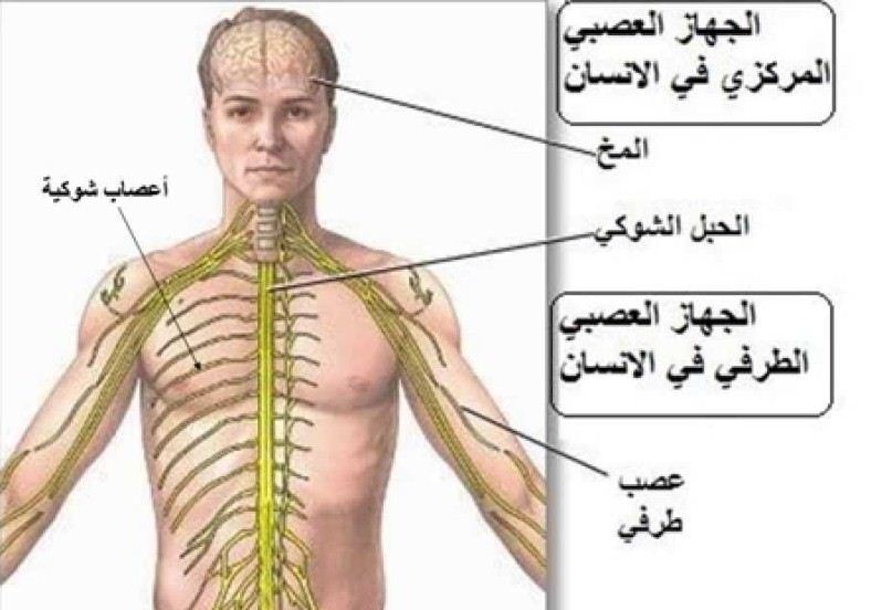 صور جسم الانسان - ماهي مكونات جسم الانسان 5994 10