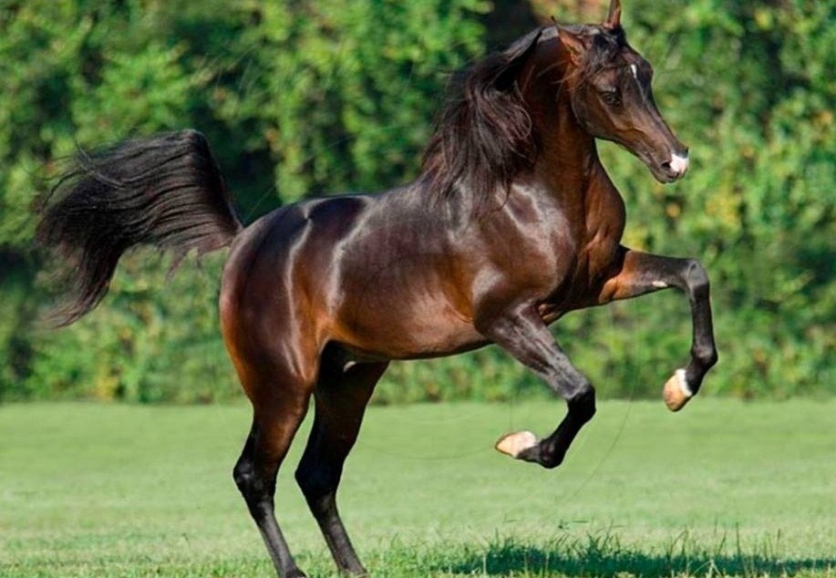 خيل اصيل - الخيل العربى 4297 8