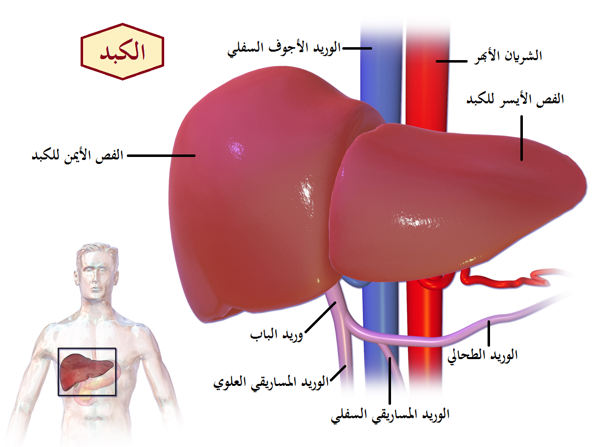 ما هي وظائف الكبد , اهمية الكبد للانسان