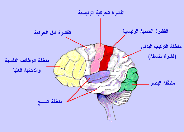 صور جسم الانسان - ماهي مكونات جسم الانسان 5994