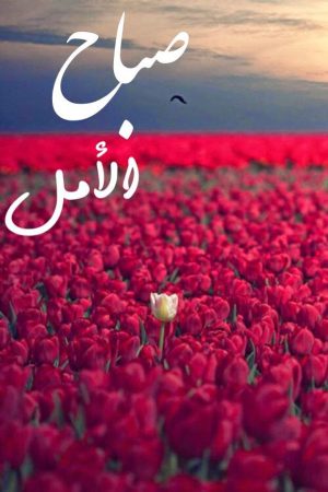 اريد صور حلوه 2484