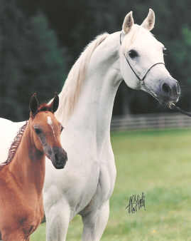 خيل عربي اصيل - اجمل الخيول العربيه الاصليه 4425 7