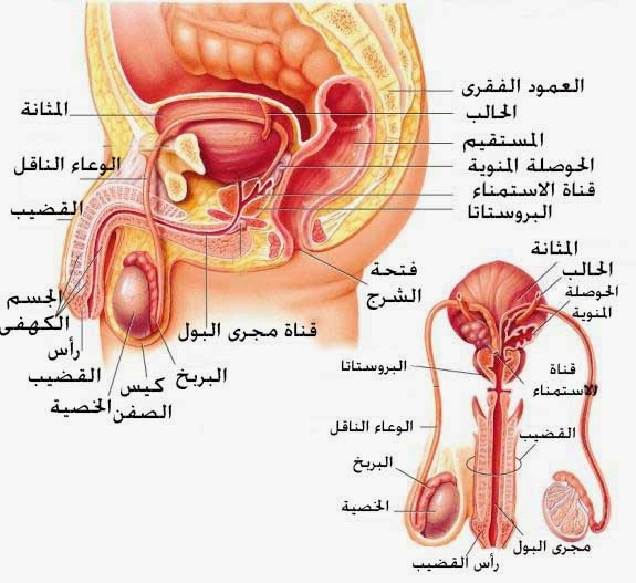 اسباب تضخم البروستاتا - ما هى اسباب البروستاتا 4298 2