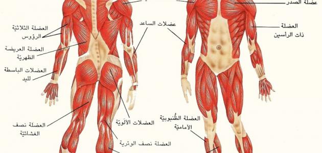 كم عدد عضلات جسم الانسان 148