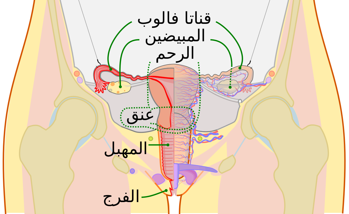 اسباب نزيف الرحم - هذه اهم اسباب نزيف الرحم التي يجب معرفتها 10840