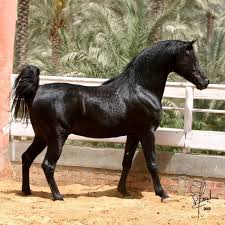 خيل عربي اصيل - اجمل الخيول العربيه الاصليه 4425 4