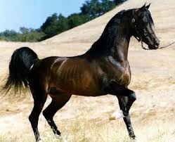 خيل عربي اصيل - اجمل الخيول العربيه الاصليه 4425 2