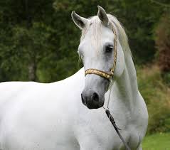 خيل عربي اصيل - اجمل الخيول العربيه الاصليه 4425 5