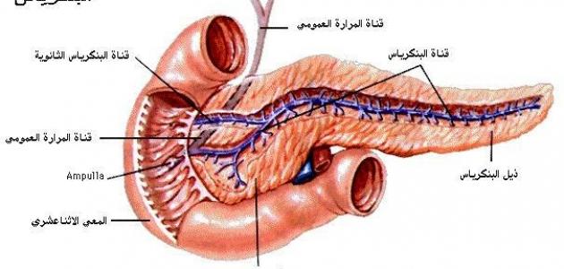 صور جسم الانسان - ماهي مكونات جسم الانسان 5994 9