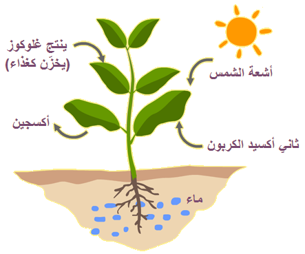 بحث حول التغذية عند النبات الاخضر - معلومات قيمه جدا عن النبتات 10265 5