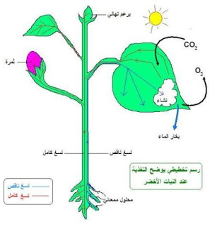 بحث حول التغذية عند النبات الاخضر , معلومات قيمه جدا عن النبتات