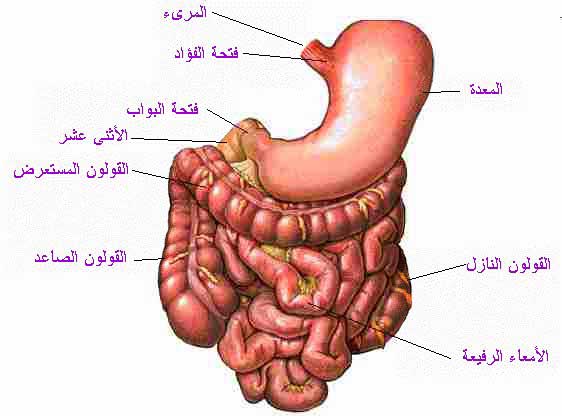 صور جسم الانسان - ماهي مكونات جسم الانسان 5994 7