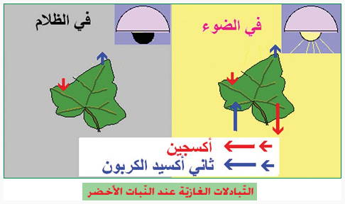 بحث حول التغذية عند النبات الاخضر - معلومات قيمه جدا عن النبتات 10265 3