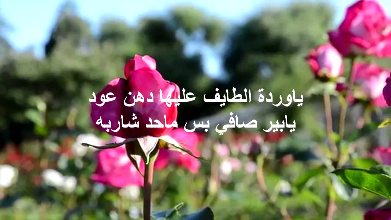 شعر عن الورد - اجمل ما قيل عن الورود 4203 1