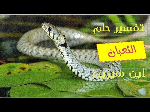 الثعابين في المنام - تفسير رؤيه الافعي في المنام 6446