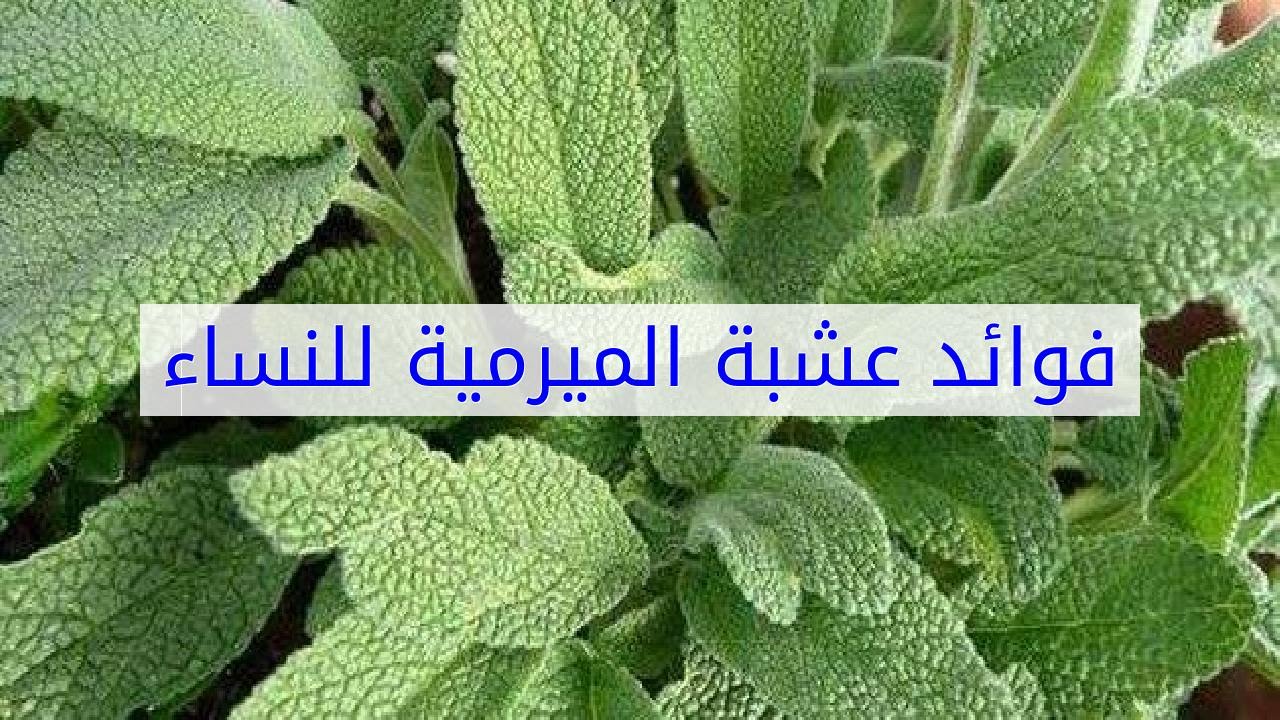 فوائد المرمية - تعرف علي فوائد المرمية 3179